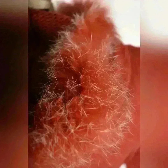 THEORY Orange Wool Cableknit 3/4 Length Fir  Trim Belted Cardigan Sweater Medium - Picture 9 of 9